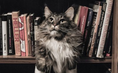 grey-and-white-long-coated-cat-in-middle-of-book-son-shelf-156321